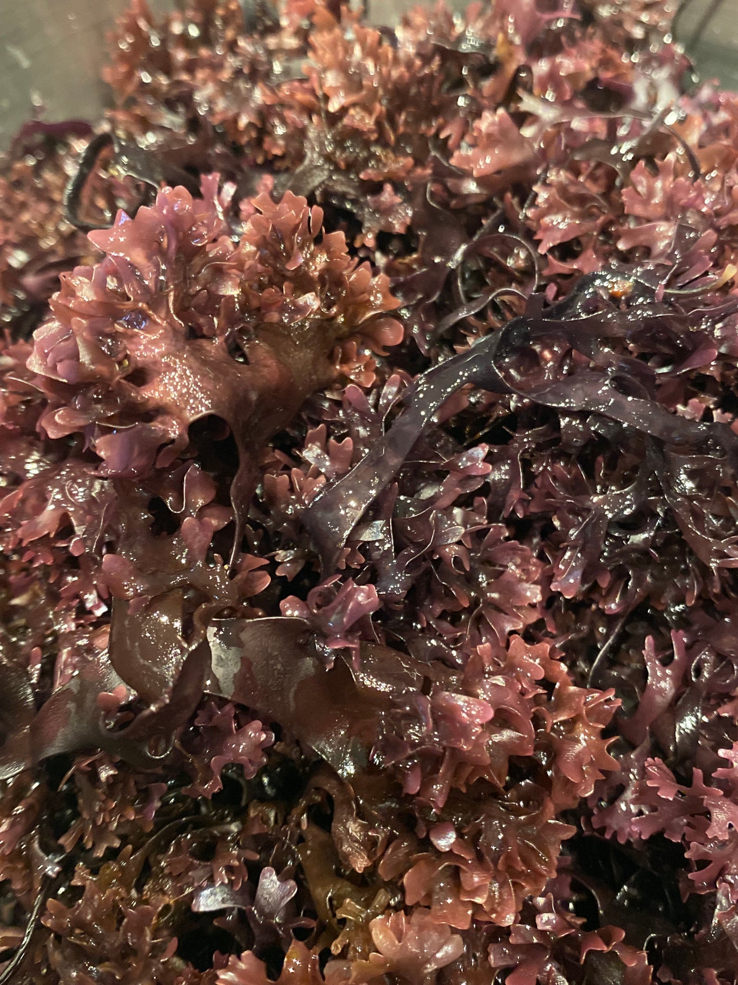 Nature's Multivitimin | Irish Moss & Bladderwrack Gel