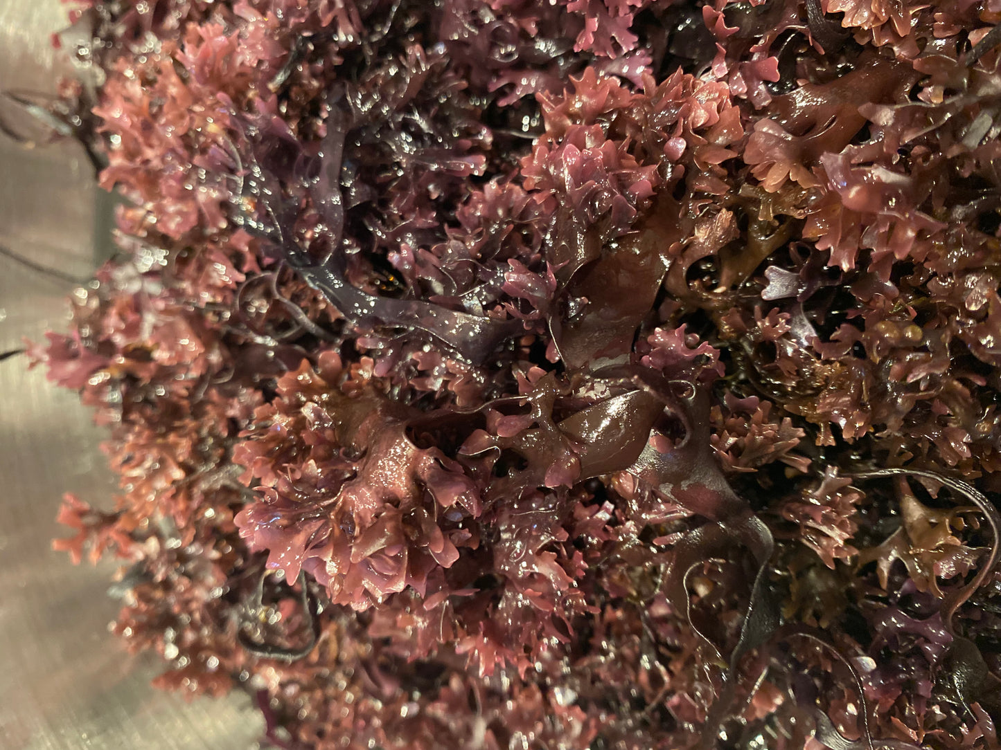 Peruvian Irish Moss